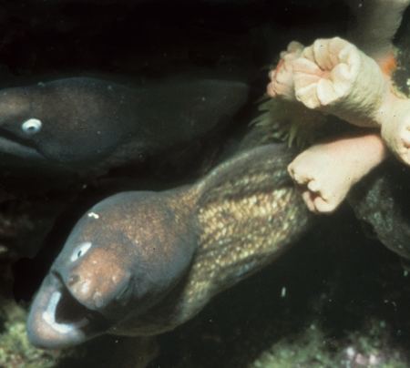 Pair of moray eels coming out of some rocky ledges
