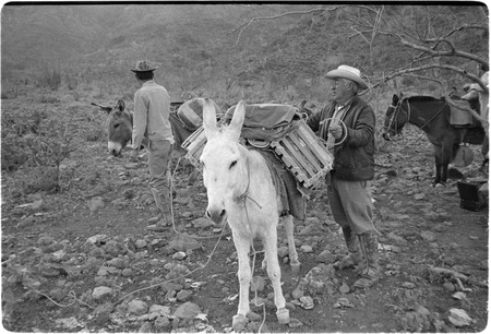Packing mules in the Sierra de San Francisco