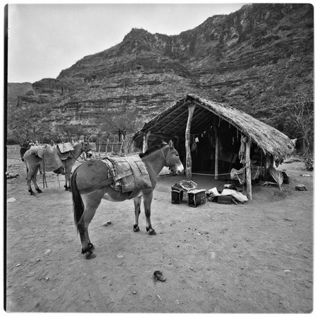 Packing mules at Rancho Güeribito