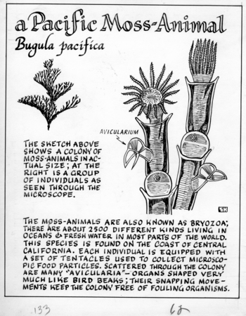 A Pacific moss-animal: Bugula pacifica (illustration from &quot;The Ocean World&quot;)