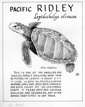 Pacific ridley: Lepidochelys olivacea (illustration from &quot;The Ocean World&quot;)