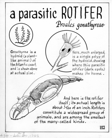 Parasitic rotifer: Proales gonothyraeae (illustration from 
