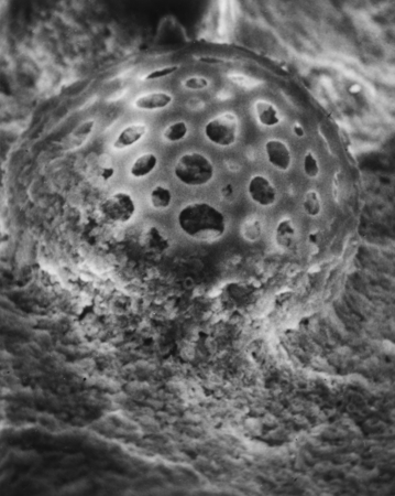 Radiolarian Skeleton - A sample of nonnofossil chalk ooze from Site 64 on Leg 7 of the deep Sea Drilling Project-Guam to H...