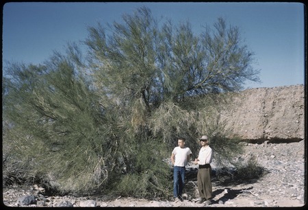 Burnie Craig and son in paloverde tree, on Laguna Salada side of the Sierra de los Cucapás