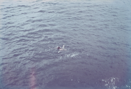 A shark swimming in the water and seen from the deck of the R/V Horizon during the MidPac expedition. 1950.