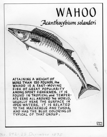 Wahoo: Acanthocybium solanderi (illustration from &quot;The Ocean World&quot;)