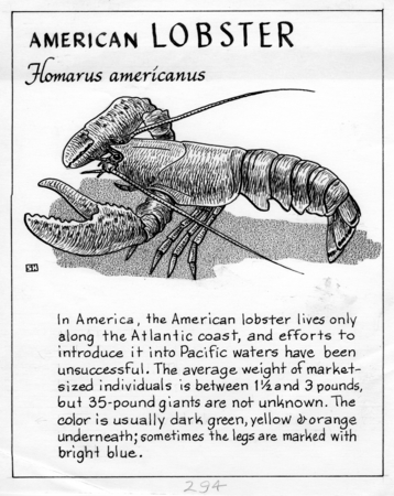 American lobster: Homarus americanus (illustration from  &quot;The Ocean World&quot;)