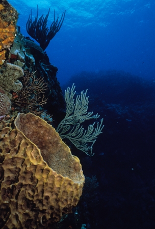 Large sponge and soft coral fans on a coral reef