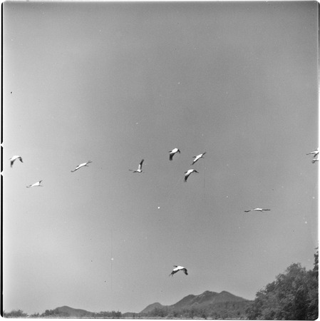 Egrets flying near Masiaca