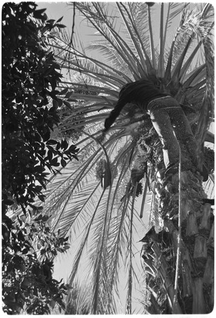 Date palms at Rancho San Martín
