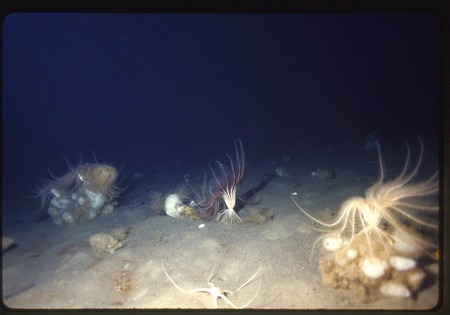 Crinoids, sponges, and brittle star at New Harbor at 120 feet depth, during Paul Dayton&#39;s benthic ecology research project...