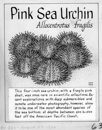 Pink sea urchin: Allocentrotus fragilis (illustration from &quot;The Ocean World&quot;)
