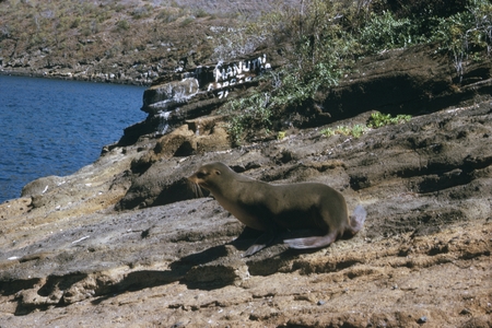 Galápagos sea lion (Zalophus wollebaeki) at Tagus Cove Isla Isabella, Galápagos Islands