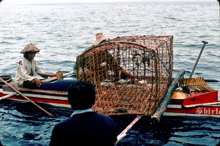 Fishermen bring living nautilus (Nautilus pompilius) to scientists aboard the R/V Alpha Helix