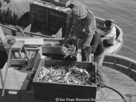 Fisherman on boat unloading fish from hold into crate