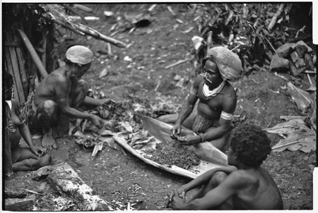 Pig festival, uprooting cordyline ritual, Tsembaga: men strip seeds from pandanus fruit, to be cooked or squeezed for oily...