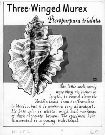 Three-winged murex: Pteropurpura trialata (illustration from &quot;The Ocean World&quot;)