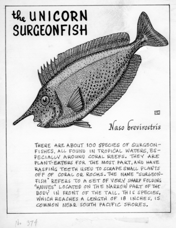 The unicorn surgeonfish: Naso brevirostris (illustration from &quot;The Ocean World&quot;)