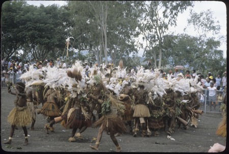 Port Moresby show: dancers with kundu drums and feather headdresses