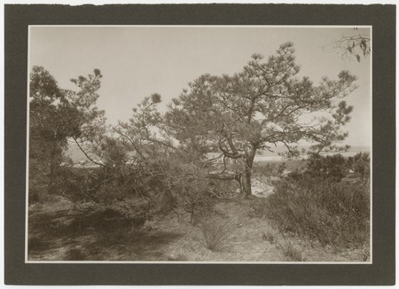 Torrey Pines tree