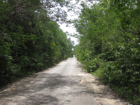 Tixcuytun Tree Lined Road 02