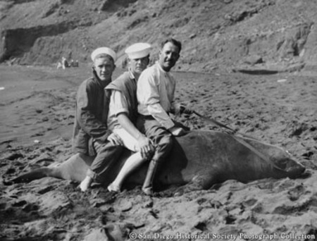 Elephant seal expedition, three men sitting on elephant seal