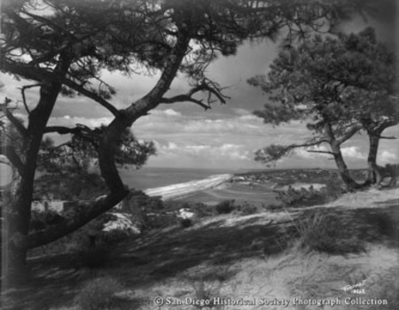 View of Pacific Ocean and coastline through Torrey pine trees