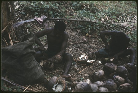 Men extracting coconut meat for copra, Siar Plantation