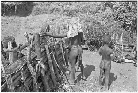 Distribution of wild pig meat: pork is handed through fence to man, larger cuts of pork on right