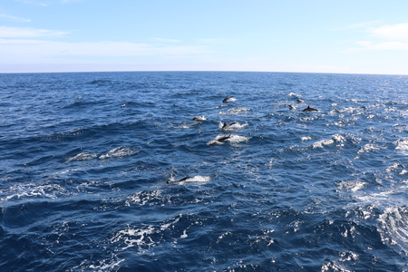 Pod of Dolphins