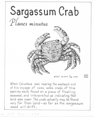 Sargassum crab: Planes minutus (illustration from &quot;The Ocean World&quot;)