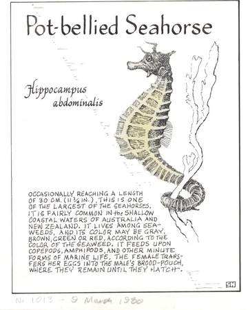 Pot-bellied seahorse: Hippocampus abdominalis (illustration from &quot;The Ocean World&quot;)