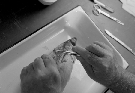 Richard H. Rosenblatt doing fish dissection in Fish Collection Laboratory