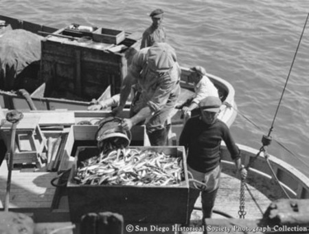 Fisherman on boat dumping bucket of fish into crate on dock