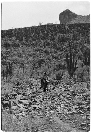 Enrique Hambleton on trail between Rancho Santa Marta and Rancho San Gregorio