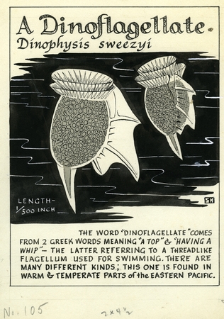 A dinoflagellate: Dinophysis swezyi (illustration from &quot;The Ocean World&quot;)