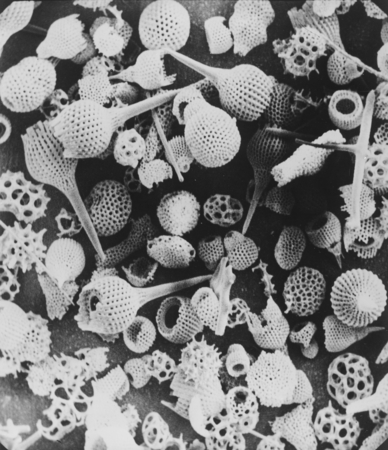 Radiolaria Skeletons - This scanning electron microscopy picture, magnified 100 times, shows skeletons of various forms of...