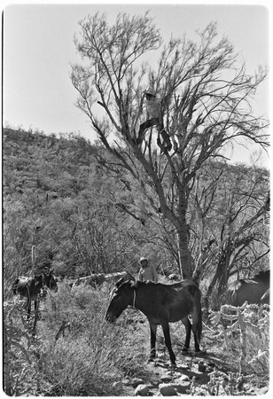 Cutting fodder on trail from Rancho San Estanislao to Rancho San Gabriel in the Sierra de Guadalupe