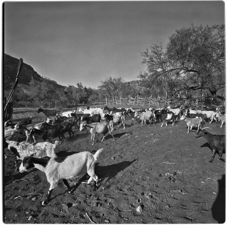 Goats at Rancho Pie de la Cuesta
