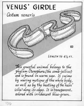 Venus&#39; girdle: Cestum veneris (illustration from &quot;The Ocean World&quot;)