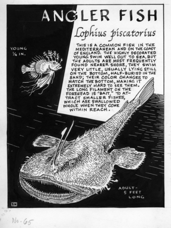 Anglerfish: Lophius piscatorius (illustration from &quot;The Ocean World&quot;)