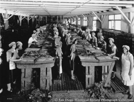 Women working in San Diego seafood cannery