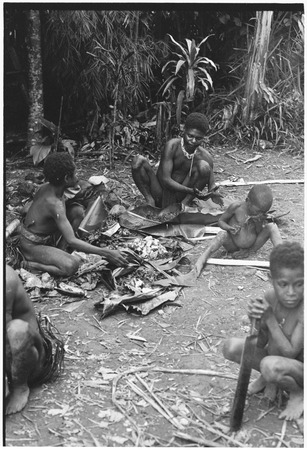 Pig festival, wig ritual, Tsembaga: boys extract pandanus oil to be rubbed on wigged men&#39;s skin