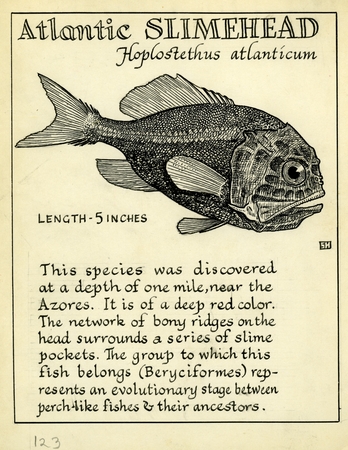 Atlantic slimehead: Hoplostethus atlanticus (illustration from &quot;The Ocean World&quot;)