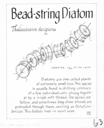 Bead-string diatom: Thalassiosira decipiens (illustration from &quot;The Ocean World&quot;)