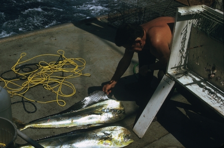 MV 73-I - Carl L. Hubbs and fish, Guadalupe Island, Mexico