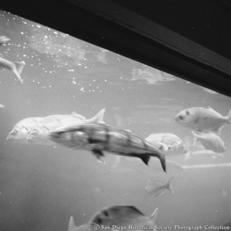 Close-up view of fish in Scripps Aquarium display