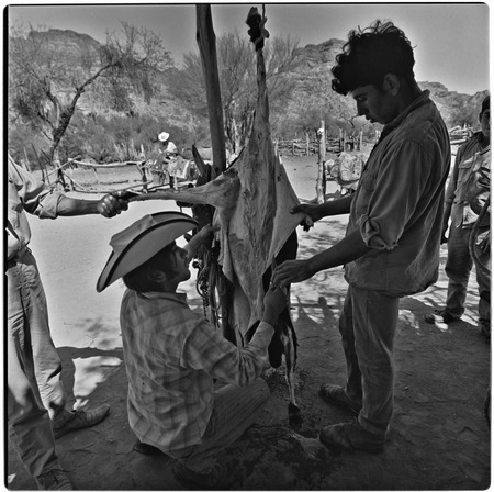 Butchering a goat at Rancho Pie de la Cuesta