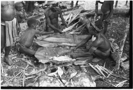 Pig festival, pig sacrifice, Tsembaga: abrogation of taboos, pitpit and pig&#39;s blood placed in banana leaves to be cooked f...