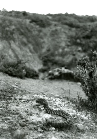 A live rattlesnake